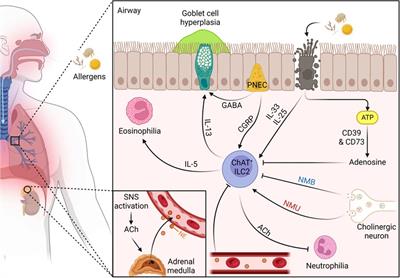 Neural regulation of ILC2s in allergic airway inflammation